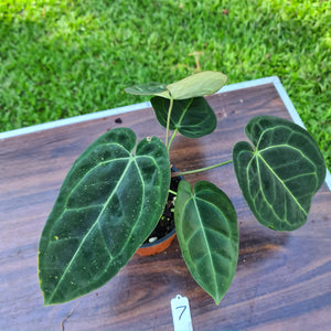 #7 Anthurium 'Black Sensation' x Crystallinum