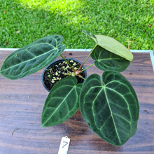 Load image into Gallery viewer, #7 Anthurium &#39;Black Sensation&#39; x Crystallinum