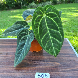 #506 Anthurium 'Black Sensation' x Crystallinum