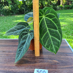 #506 Anthurium 'Black Sensation' x Crystallinum