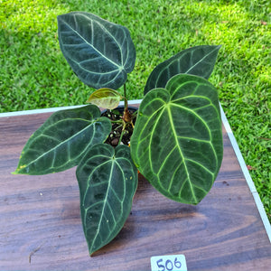 #506 Anthurium 'Black Sensation' x Crystallinum