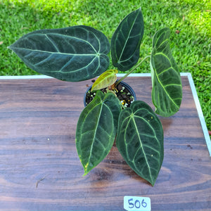 #506 Anthurium 'Black Sensation' x Crystallinum