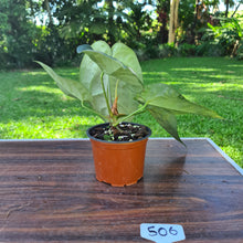 Load image into Gallery viewer, #506 Anthurium &#39;Black Sensation&#39; x Crystallinum