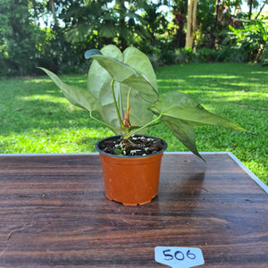 #506 Anthurium 'Black Sensation' x Crystallinum