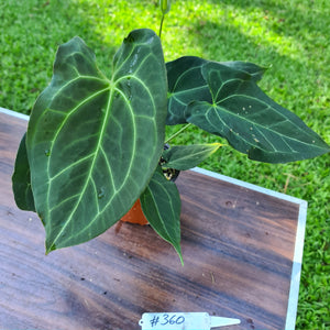 #360 Anthurium 'Dark Night' - Flowering Maturity