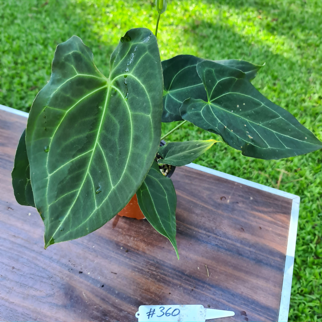 #360 Anthurium 'Dark Night' - Flowering Maturity