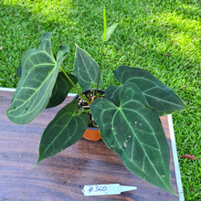 Load image into Gallery viewer, #360 Anthurium &#39;Dark Night&#39; - Flowering Maturity