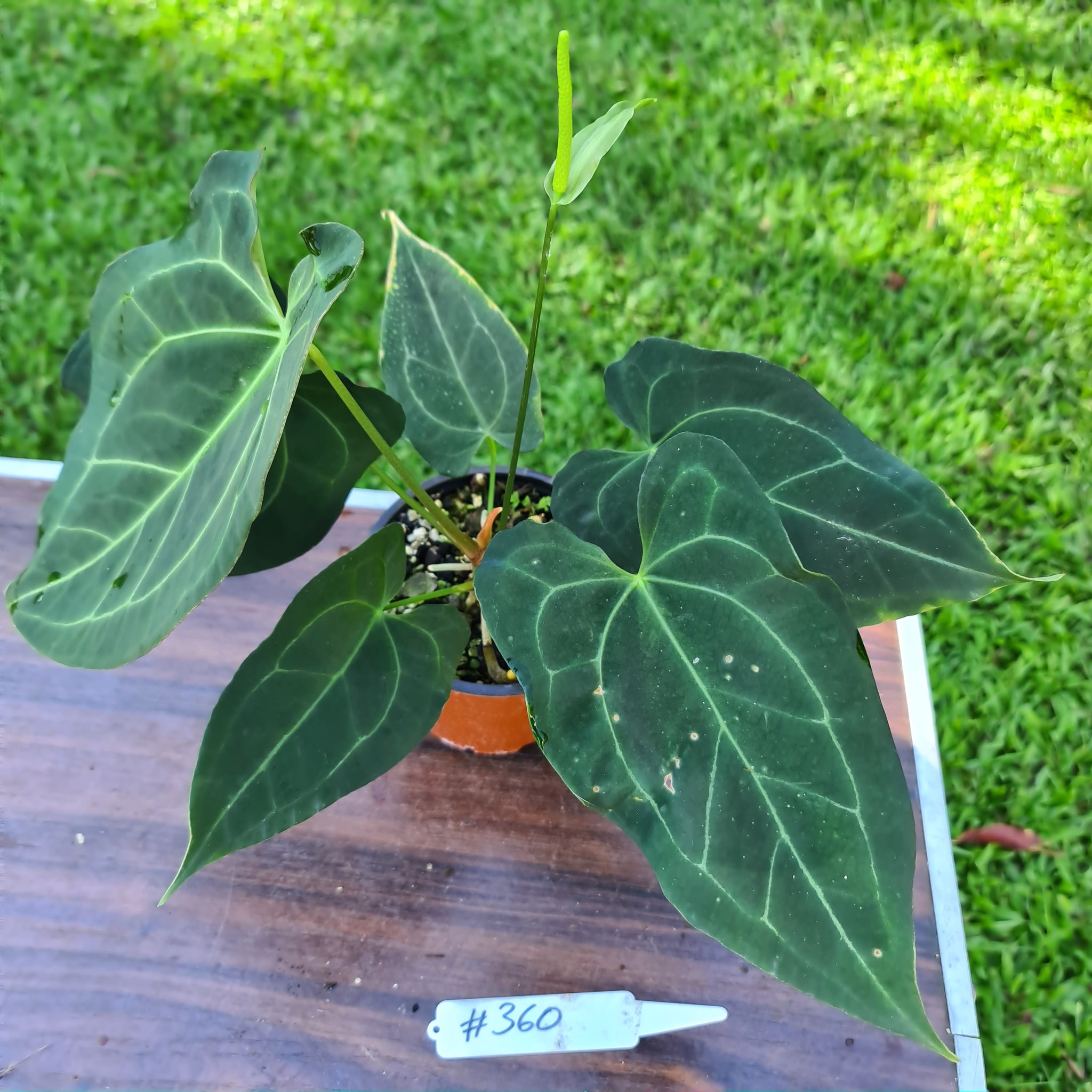 anthurium dark night 360 Anthurium 'Dark Night'