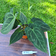 Load image into Gallery viewer, #360 Anthurium &#39;Dark Night&#39; - Flowering Maturity