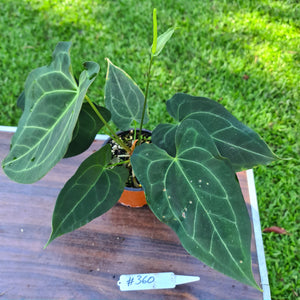 #360 Anthurium 'Dark Night' - Flowering Maturity