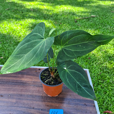 #101 Anthurium 'Dark Night' - Flowering Maturity