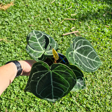 Load image into Gallery viewer, #17 Anthurium Crystallinum x