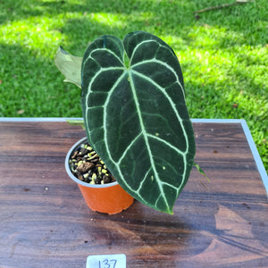 #137 Anthurium Crystallinum x