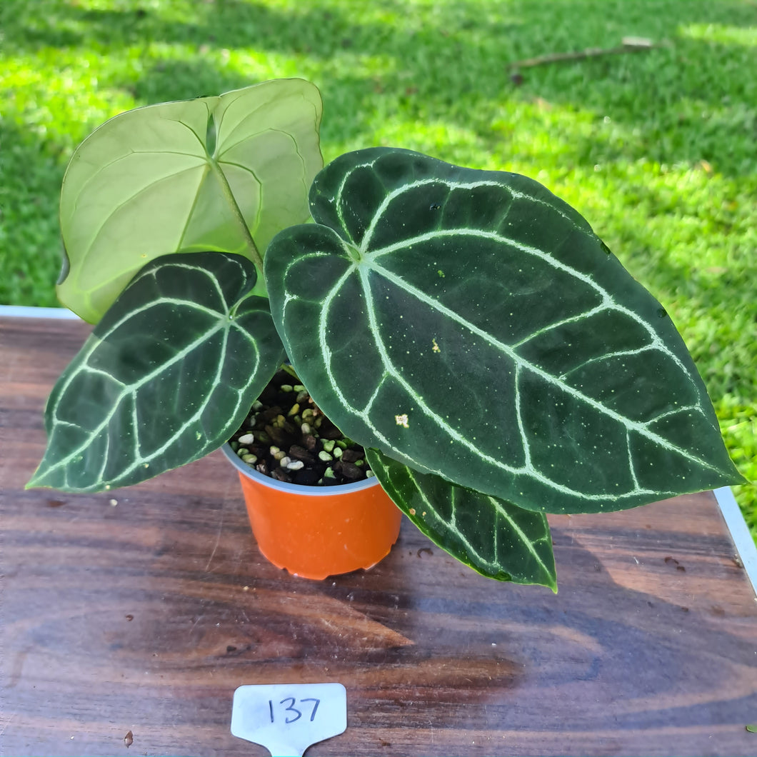 #137 Anthurium Crystallinum x