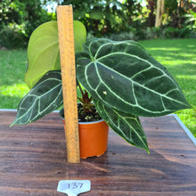 Load image into Gallery viewer, #137 Anthurium Crystallinum x