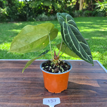 Load image into Gallery viewer, #137 Anthurium Crystallinum x