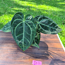 Load image into Gallery viewer, #502 Anthurium &#39;Black Sensation&#39; x Crystallinum