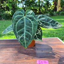 Load image into Gallery viewer, #502 Anthurium &#39;Black Sensation&#39; x Crystallinum