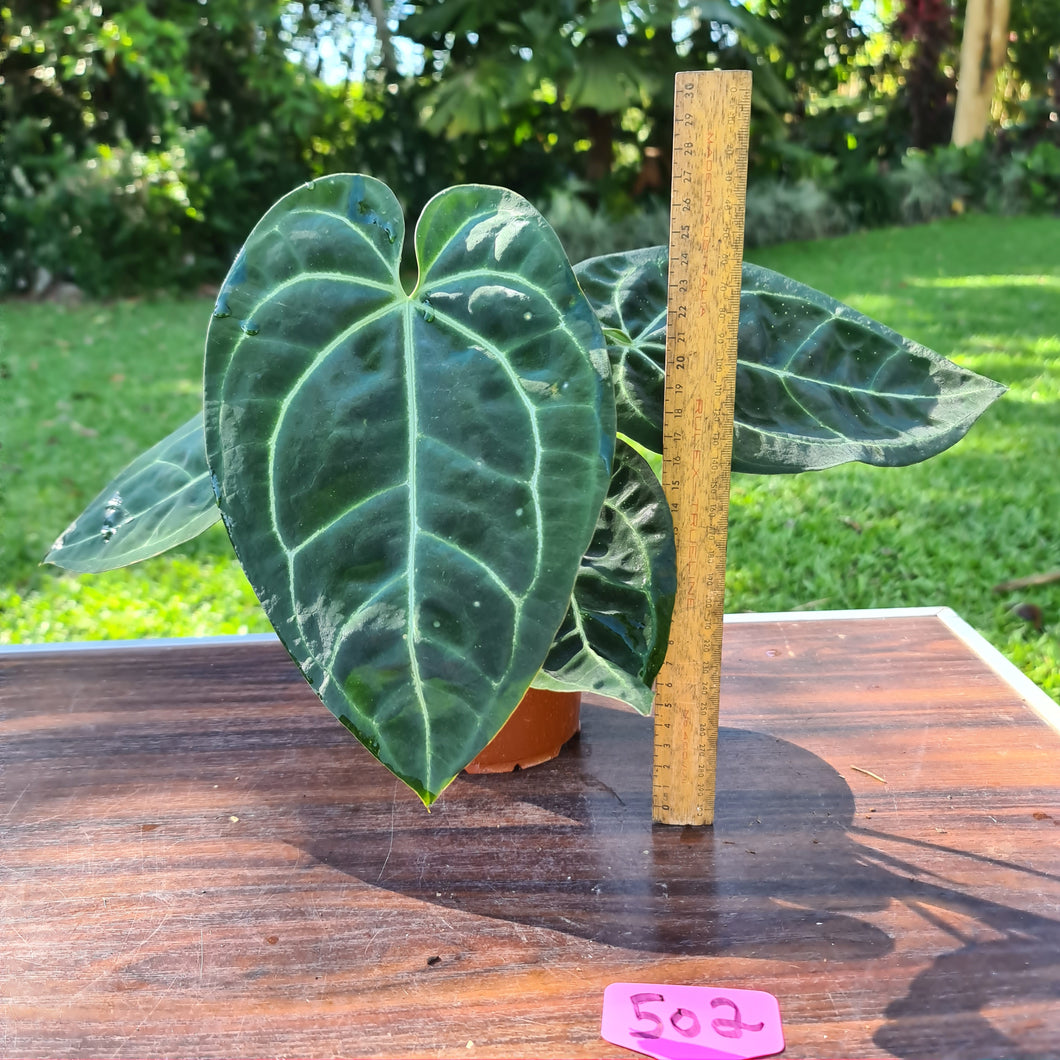 #502 Anthurium 'Black Sensation' x Crystallinum