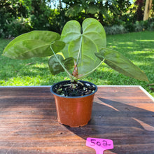 Load image into Gallery viewer, #502 Anthurium &#39;Black Sensation&#39; x Crystallinum