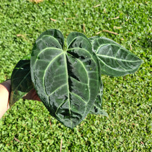 Load image into Gallery viewer, #502 Anthurium &#39;Black Sensation&#39; x Crystallinum