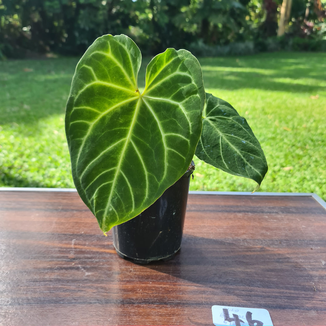 #46 Anthurium Magnificum - Seedling