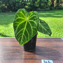 Load image into Gallery viewer, #46 Anthurium Magnificum - Seedling