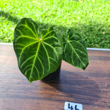 Load image into Gallery viewer, #46 Anthurium Magnificum - Seedling