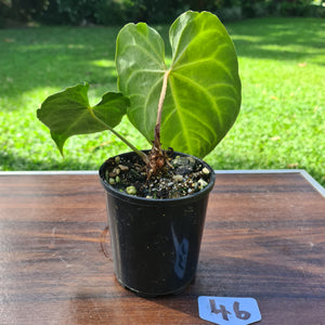 #46 Anthurium Magnificum - Seedling