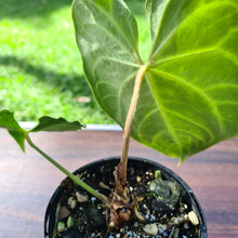 Load image into Gallery viewer, #46 Anthurium Magnificum - Seedling