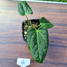 Load image into Gallery viewer, #4 Anthurium Magnificum Hybrid x