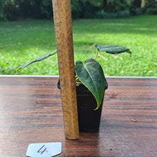 Load image into Gallery viewer, #4 Anthurium Magnificum Hybrid x