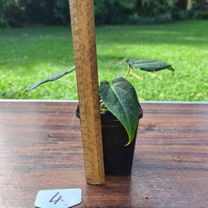 #4 Anthurium Magnificum Hybrid x