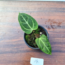 Load image into Gallery viewer, #14 Anthurium Magnificum Hybrid x