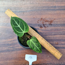 Load image into Gallery viewer, #14 Anthurium Magnificum Hybrid x
