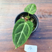 Load image into Gallery viewer, #14 Anthurium Magnificum Hybrid x