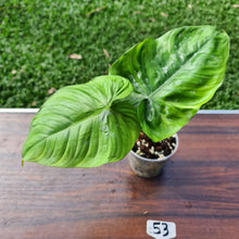 Load image into Gallery viewer, #53 Philodendron Tenue x Plowmanii - Well Rooted Tip Cutting