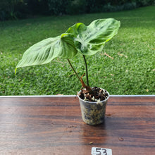 Load image into Gallery viewer, #53 Philodendron Tenue x Plowmanii - Well Rooted Tip Cutting