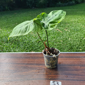 #53 Philodendron Tenue x Plowmanii - Well Rooted Tip Cutting