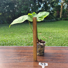 Load image into Gallery viewer, #53 Philodendron Tenue x Plowmanii - Well Rooted Tip Cutting