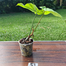 Load image into Gallery viewer, #53 Philodendron Tenue x Plowmanii - Well Rooted Tip Cutting