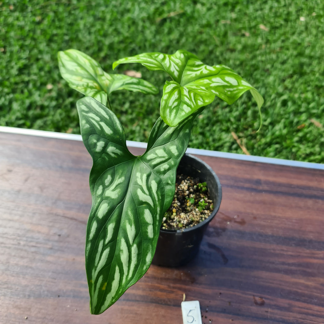 #5 Cercestis Mirabilis - African Embossed Aroid