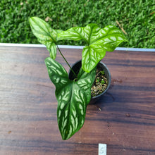 Load image into Gallery viewer, #5 Cercestis Mirabilis - African Embossed Aroid