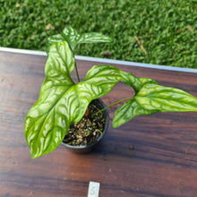 Load image into Gallery viewer, #5 Cercestis Mirabilis - African Embossed Aroid