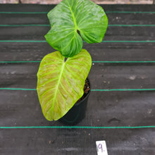 Load image into Gallery viewer, #19 Philodendron Majestic - Rooted/Shot cutting