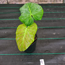 Load image into Gallery viewer, #19 Philodendron Majestic - Rooted/Shot cutting