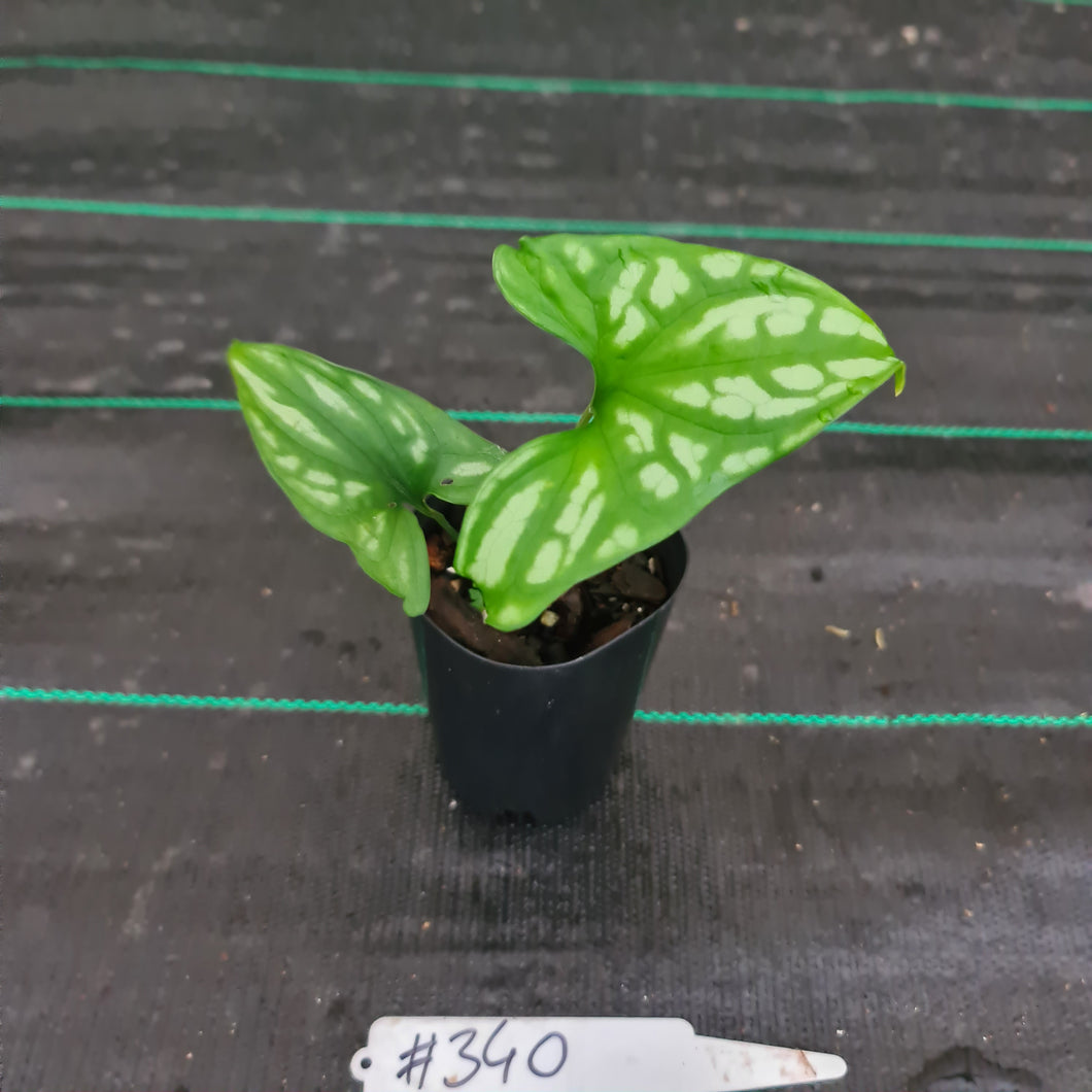 #340 Baby Cercestis Mirabilis - African Embossed Aroid