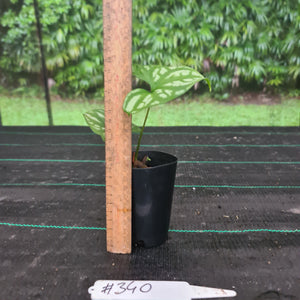 #340 Baby Cercestis Mirabilis - African Embossed Aroid