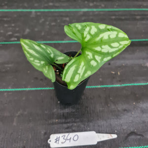 #340 Baby Cercestis Mirabilis - African Embossed Aroid
