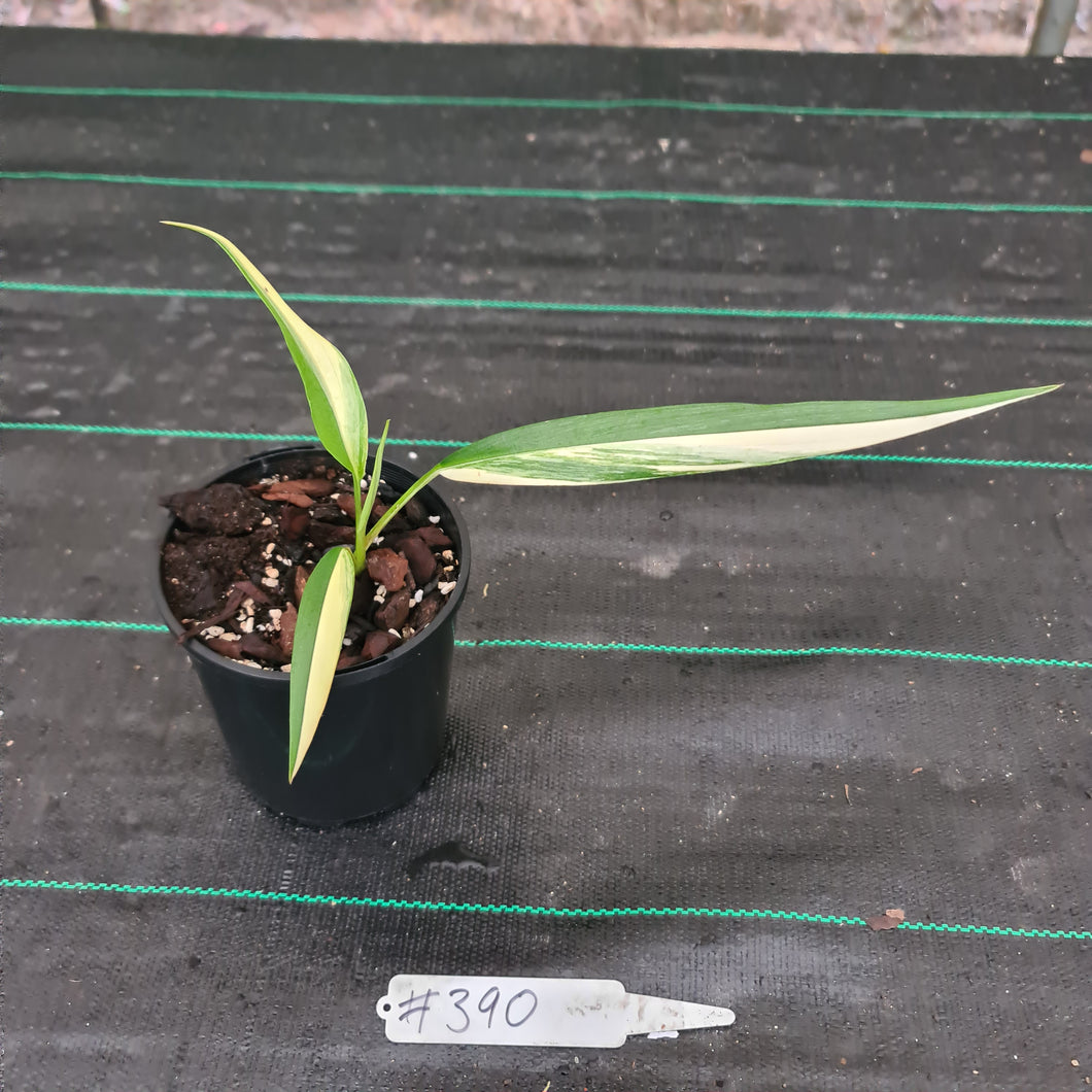 #390 Variegated Epipremnum Amplissimum - Rooted cutting